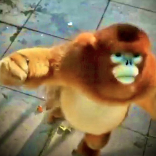 ark of monkeys