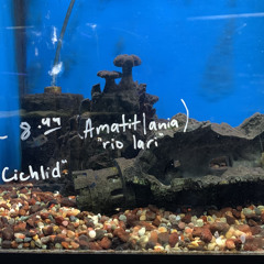 king albert’s helmetshrike