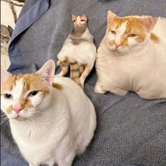 meow we're torn apart >_<「rainngod」