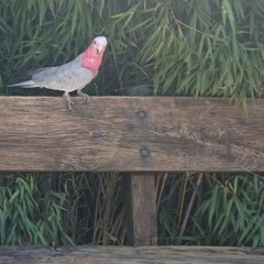 Del Sasser 1960 ( If You Never Fall In Love With Me ) Cover