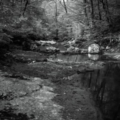 Shaded Creak
