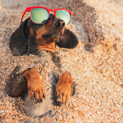 +Dog Dayz of Summer Mix 2025+     [60][min]