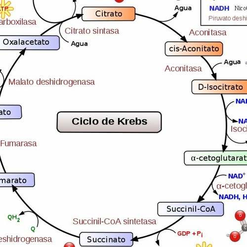 Stream Ciclo Del Ácido Cítrico Y Cadena Respiratoria by Bere | Listen ...