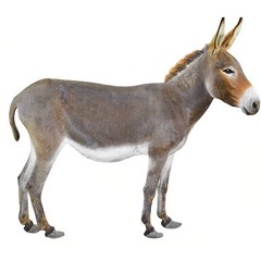 DONKEYS HIPS- INSTRUMENTAL RAP 2020 D2K