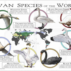 Swans Concert SF 9.21.25