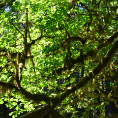 Shenandoah - Two Dozen Roses (Cover)