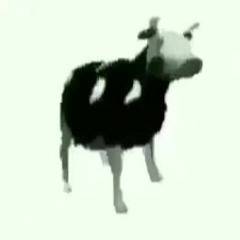 gdzie jest bialy wegorz al na bosanskom