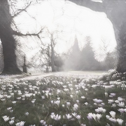 SHXDWBLNDNSS & leah julia - LUMINESCENCE