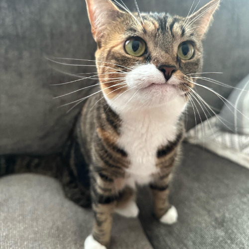 coolcat