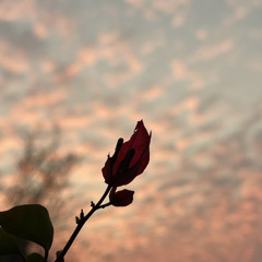 Timro Charanama.mp3 New Nepali Christian Worship Song