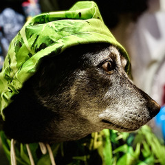 Tchozen-  TurbinaSeed guia 1