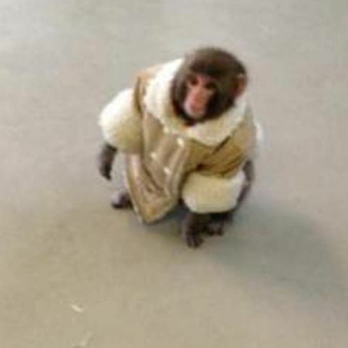 Rufige Cru- Terminator