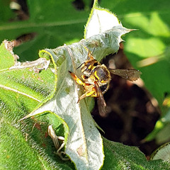 Abeille cotonnière