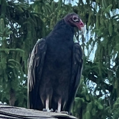 vulture pop