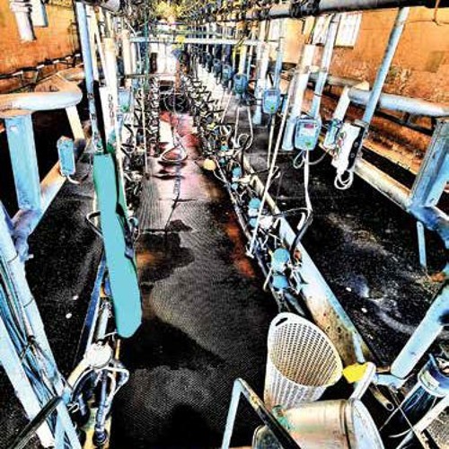 million heads of cattle by t.n.s