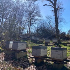 240313 · 2:10 pm · Birds above the bee hives · Oiseaux au dessus des ruches