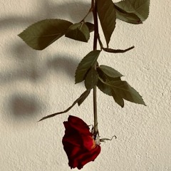 Red rose ,,,