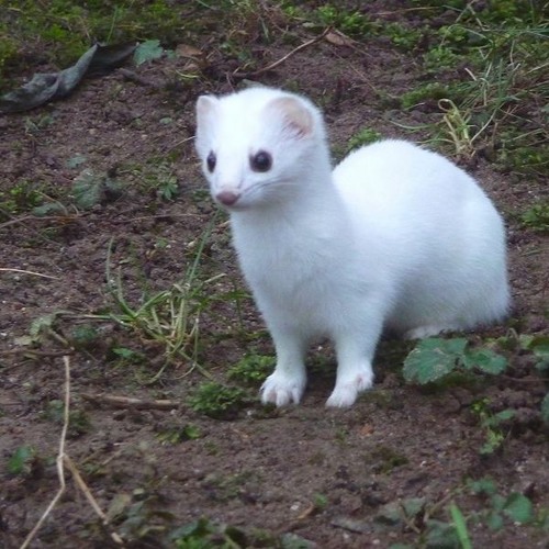 Ethereal Workshop drops February 14th! Listen!