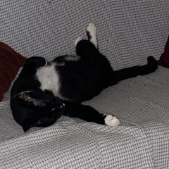 giấc mơ hoang dại