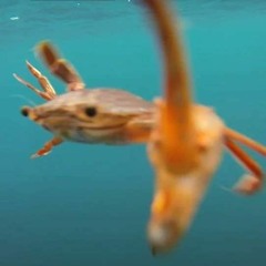 Ginormous ___ Claw