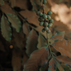 Avec la forêt