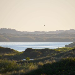 North Sea Island Juist, Hammersee – reed warbler