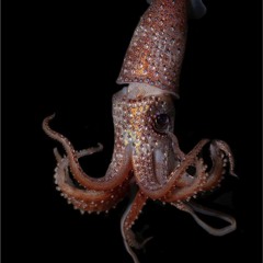 Calamari Legs