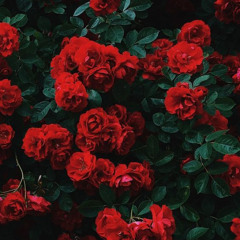 Dixie Fuchsia