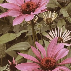 Pinery Provincial Park (pt. 2)