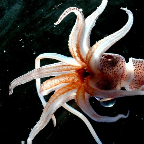 hunting squid