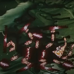 the sawfish