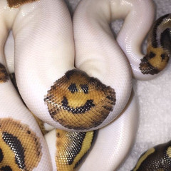 Sewed Up (prod. nategoyard)