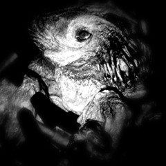 WHITESPIKES (FREE DOWNLOAD)