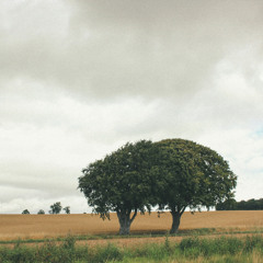Ludovico Einaudi - Two trees