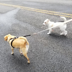 Two Doggies