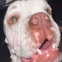 YHL Freestyle (feat. YHL FitnessGrahamPacerTest, YHL PorkChop, YHL Jokic, YHL CrumbleCrack)