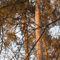 [XPLR002] Gyuza - Vous etes un arbre (Vinyl Set)