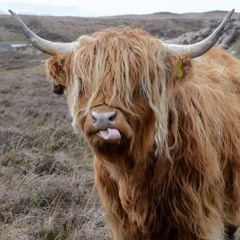 Bitch Im Back (prod. ujkla)