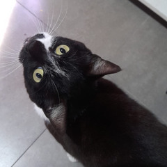 japanese dem ft con mi amigo suei xd