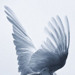 temp##### savior####