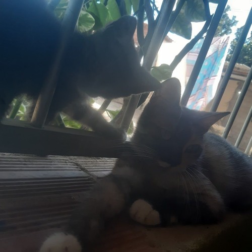 luna, obrigado