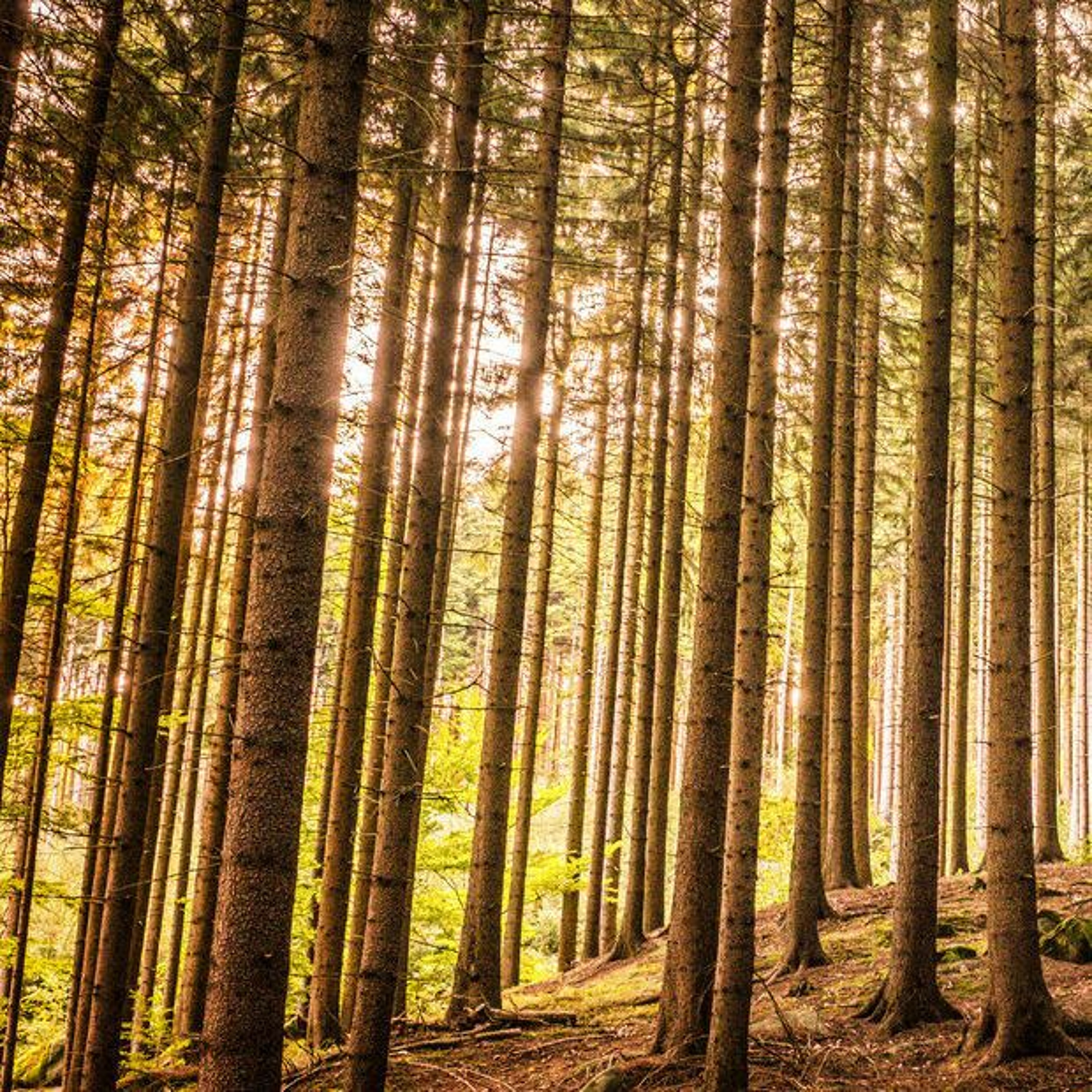 Bringing IHL home: the protection of the environment in war