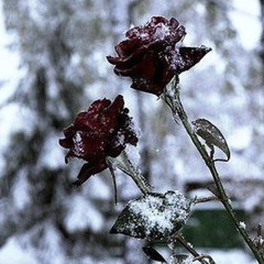 As it sets(interlude)
