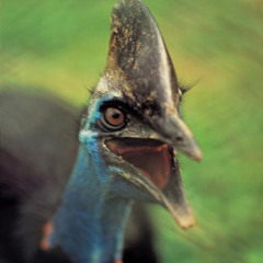 Throat_Goat