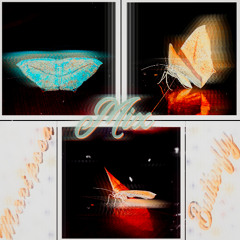 La Mariposa (Butterfly) Mix