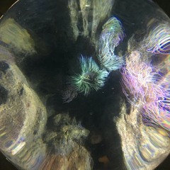 Happy House Siouxsie and the Banshees cover