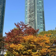 CON MUA TINH YEU - VAN HIEN HD