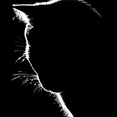 NAPAKEE - Cats under each arm