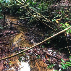A creek flowing water sounds at Wawasan Hill
