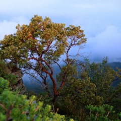 ArmonicAmazonicA